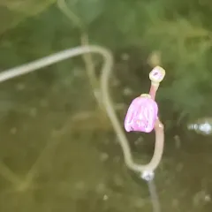 Purple Bladderwort thumbnail 1