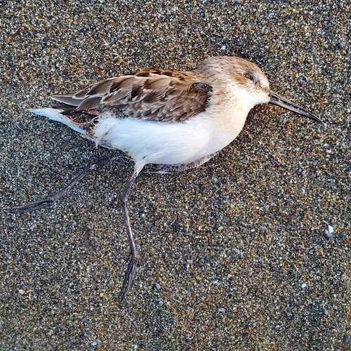 Western Sandpiper