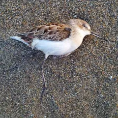 Western Sandpiper thumbnail 1