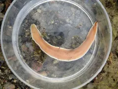 Cerebratulus marginatus thumbnail 2