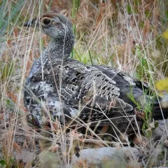 Dusky Grouse thumbnail 4