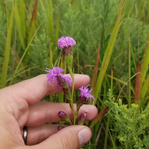 cylindrical blazing star