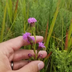 cylindrical blazing star thumbnail 1