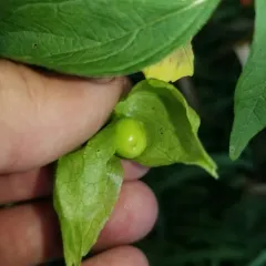 long-leaved groundcherry thumbnail 2