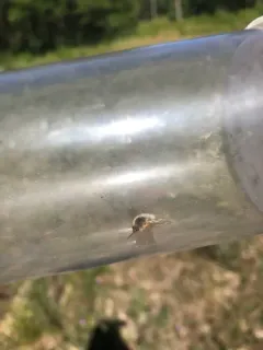 Systoechus candidulus thumbnail 4
