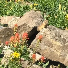 American Pika thumbnail 2