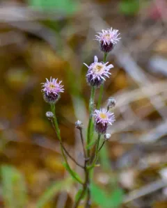 bitter fleabane thumbnail 2