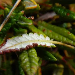 Hooker's Mountain-Avens thumbnail 1