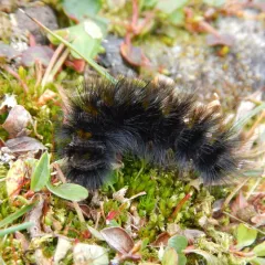 Arctic Tiger Moth thumbnail 4