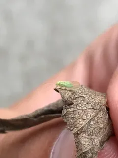 Cacopsylla negundinis thumbnail 1