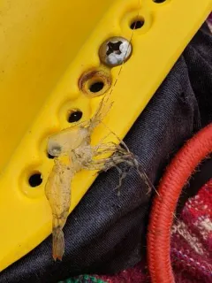 Humpy Shrimp thumbnail 2