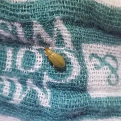 northern corn rootworm thumbnail 2