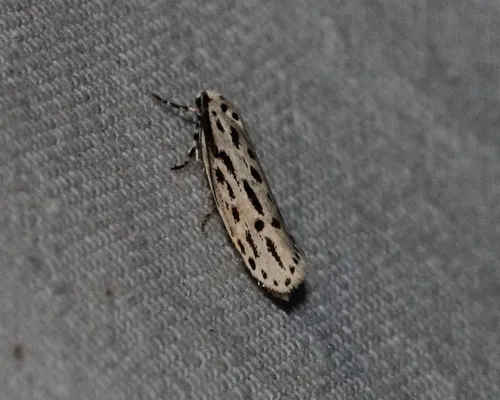 Streaked Ethmia Moth