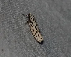 Streaked Ethmia Moth thumbnail 1
