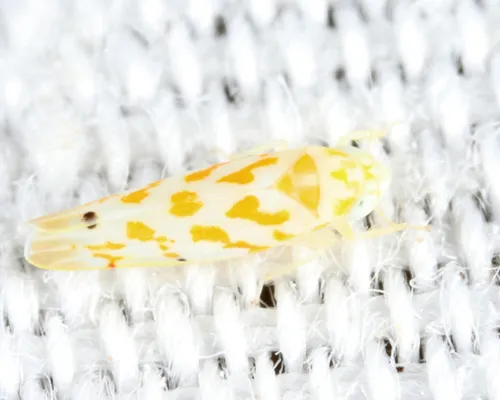 Eratoneura acantha