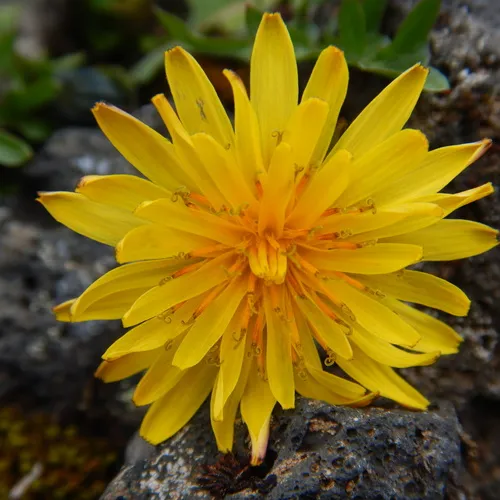 Alaska Dandelion