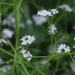 Common Marsh-bedstraw thumbnail 2