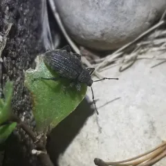 Black Vine Weevil thumbnail 3