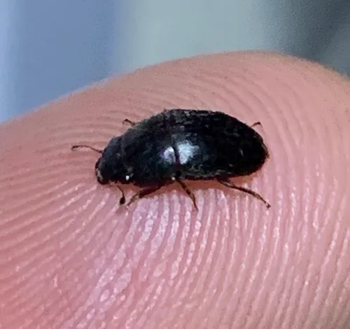 Ample Sap Beetle