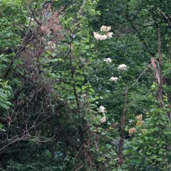Japanese Tree Lilac thumbnail 4