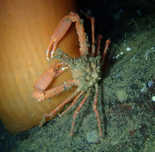 Longhorn Decorator Crab