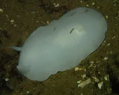 Odhner's Dorid thumbnail 2
