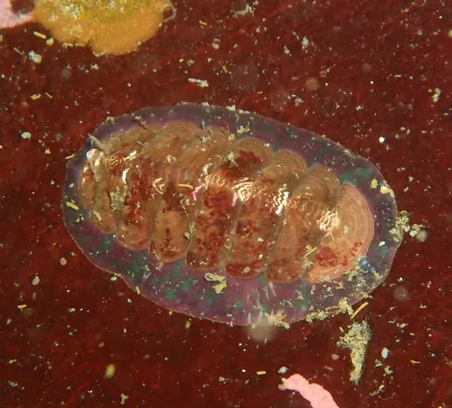 Remarkable Red Chiton