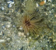 Fringed Cerianthid thumbnail 2