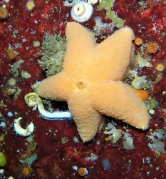 wrinkled star thumbnail 3