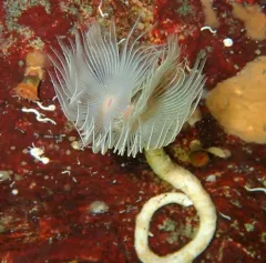 Protula pacifica thumbnail 4