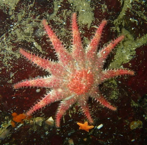 Rose Sun Star