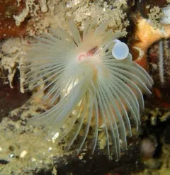 Apomatus geniculatus thumbnail 4