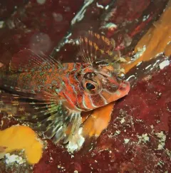 Longfin Sculpin thumbnail 1
