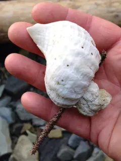 Beringius kennicottii thumbnail 3