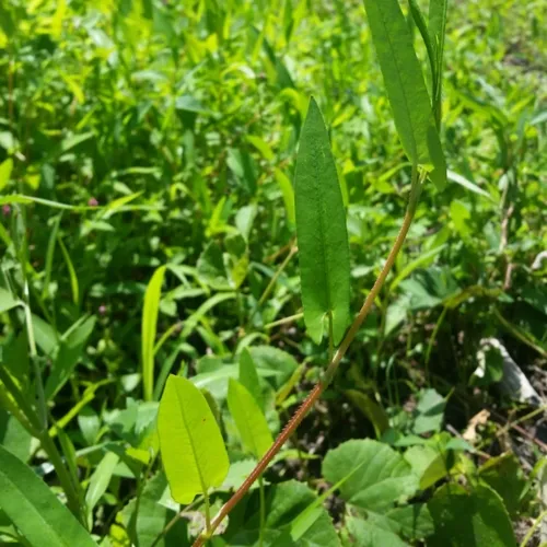 arrow-leaved tearthumb