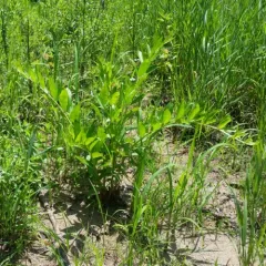 swamp loosestrife thumbnail 2