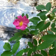 Carolina rose thumbnail 2