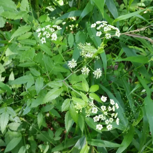 water hemlock