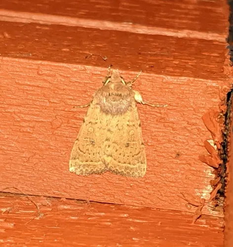 Alder Quaker