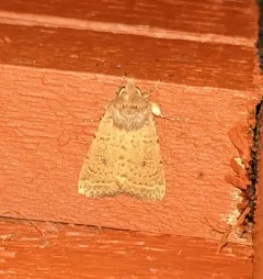 Alder Quaker thumbnail 1