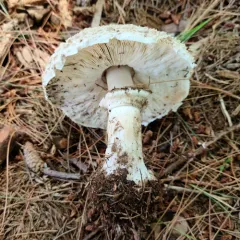 Shaggy Parasol thumbnail 2