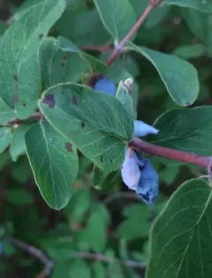 Sweetberry Honeysuckle thumbnail 4