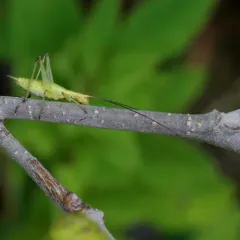 Black-horned Tree Cricket thumbnail 3