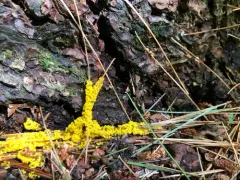 Physarum virescens thumbnail 2