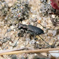 Punctured Tiger Beetle thumbnail 4