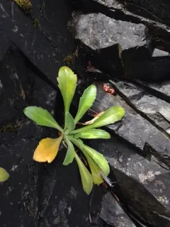 North Pacific Whitlow-grass thumbnail 2