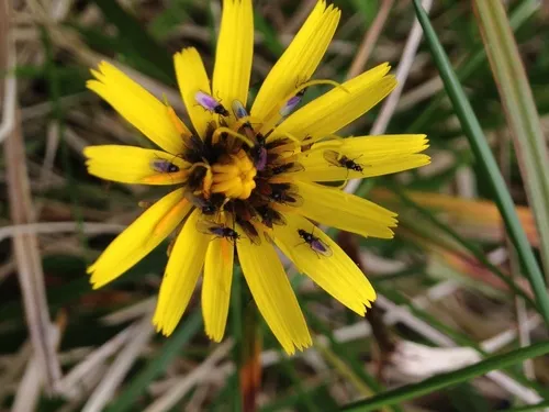 northern microseris