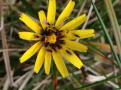 northern microseris thumbnail 1