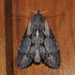 Gray-patched Prominent thumbnail 2