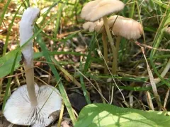 Entoloma subserrulatum thumbnail 3